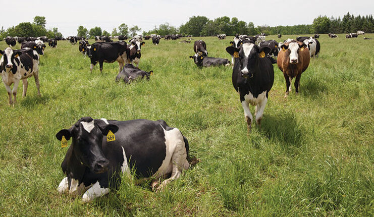 FG Moves To Reduce Importation Of Livestock Products