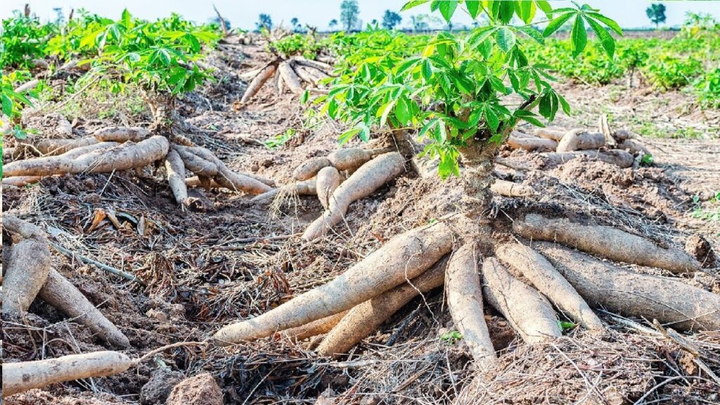 Ethanol Bio-Fuel Production: Gov Bagudu Optimistic of Bumper Cassava Harvest