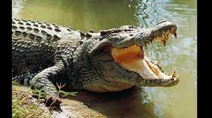 Crocodile Kills 9-year-old Girl