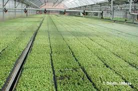 Benue Begins Sale of Fertilizer At Subsidized Rates