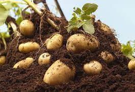 POTATOES
