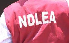 NDLEA operatives uncover illicit drugs concealed in heads of smoked fish
