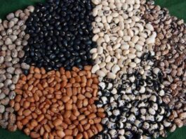 COWPEA FARMERS