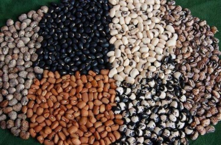 COWPEA FARMERS