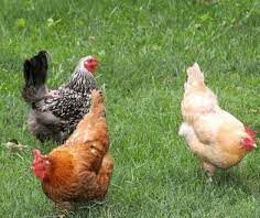 cross Rivers poultry