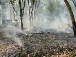 Okomu Oil Company Suspends Operations Over Terrorist’s Attack In Edo